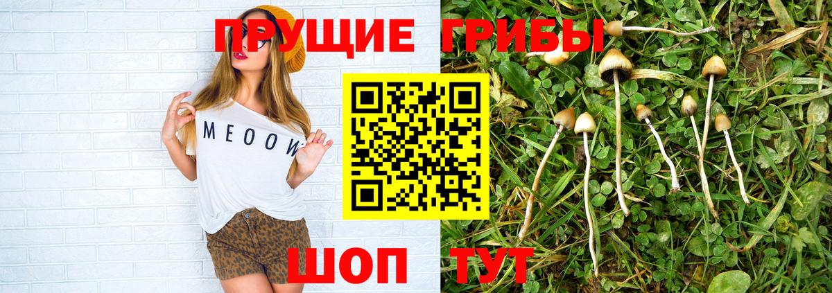 Псилоцибиновые грибы Psilocybe Великий Новгород